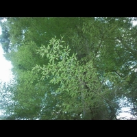 Hetre fougere, Fagus sylvatica Asplenifolia (fam. Fagacees) (Europe) (2)